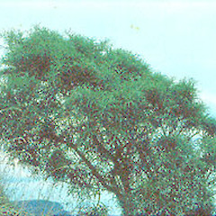 Sophora fulvida.<br>Photographer: John Smith-Dodsworth, Licence: <a target='_blank' href='https://creativecommons.org/licenses/by-nc/4.0'>CC BY-NC</a>.