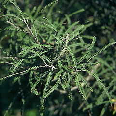 South Piha.<br>Photographer: Peter J de Lange, Licence: <a target='_blank' href='https://creativecommons.org/licenses/by-nc/4.0'>CC BY-NC</a>. <a class='member-message' href='/nzpcn/why-join-nzpcn/' target='_blank'>Members can view a larger version of this image.</a>