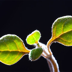 Teucrium parvifolium