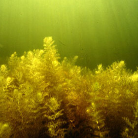 Utricularia australis