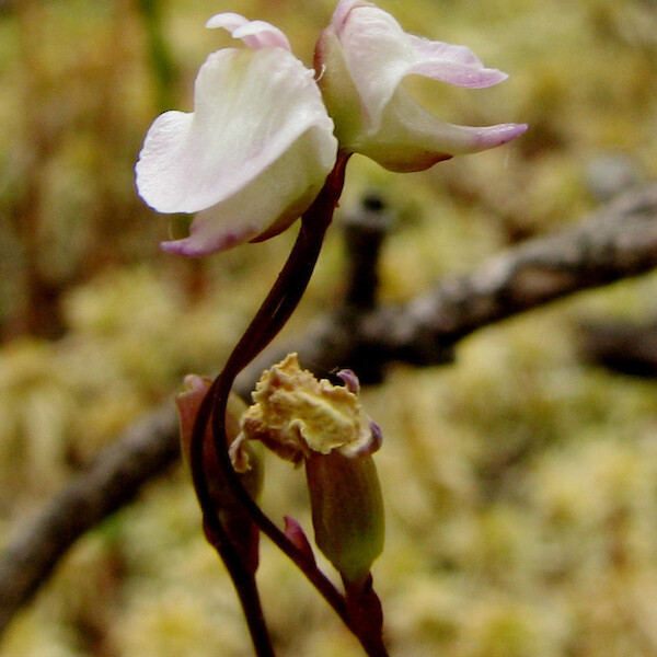 Utricularia delicatula