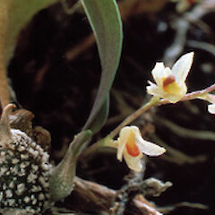 Bulbophyllum tuberculatum