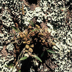 Foley’s Bush, Awanui.<br>Photographer: Gillian M. Crowcroft, Licence: All rights reserved.