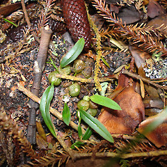 Bulbophyllum tuberculatum on fallen Kauri bark flake at Opuawhanga.<br>Photographer: Bill Campbell, Date taken: 25/11/2007, Licence: <a target='_blank' href='https://creativecommons.org/licenses/by-nc/4.0'>CC BY-NC</a>.