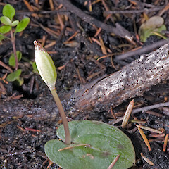 Immature seed capsule. Te Paki.<br>Photographer: Jeremy R. Rolfe, Date taken: 06/09/2008, Licence: <a target='_blank' href='https://creativecommons.org/licenses/by/4.0'>CC BY</a>. <a class='member-message' href='/nzpcn/why-join-nzpcn/' target='_blank'>Members can view a larger version of this image.</a>