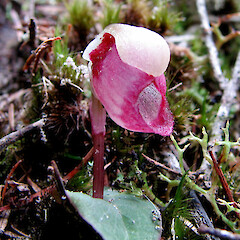 Corybas rotundifolius.<br>Photographer: Kevin Matthews, Licence: <a target='_blank' href='https://creativecommons.org/licenses/by-nc/4.0'>CC BY-NC</a>. <a class='member-message' href='/nzpcn/why-join-nzpcn/' target='_blank'>Members can view a larger version of this image.</a>