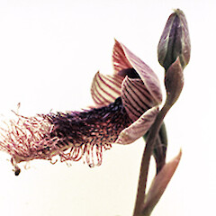 Calochilus robertsonii