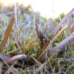 Carex talbotii