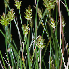 Carex capillacea