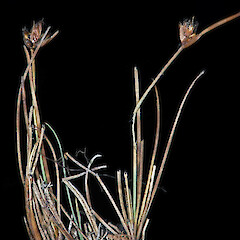 Carex enysii