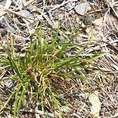 Carex lachenalii subsp. parkeri