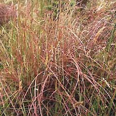 Carex tenuiculmis