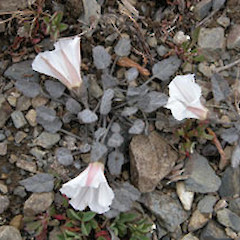 At Otematata Station, upper Waitaki.<br>Photographer: David A. Norton, Licence: <a target='_blank' href='https://creativecommons.org/licenses/by-nc/4.0'>CC BY-NC</a>.