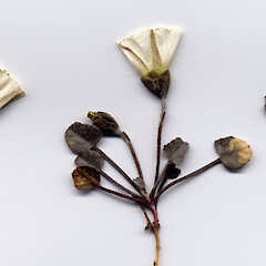 Herbarium voucher.<br>Photographer: John Barkla, Licence: <a target='_blank' href='https://creativecommons.org/licenses/by/4.0'>CC BY</a>. <a class='member-message' href='/nzpcn/why-join-nzpcn/' target='_blank'>Members can view a larger version of this image.</a>