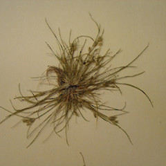Fimbristylis velata specimen.<br>Photographer: Bec Stanley, Licence: <a target='_blank' href='https://creativecommons.org/licenses/by-sa/4.0'>CC BY-SA</a>.