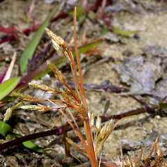 Lake Whangape. Mar.<br>Photographer: John Smith-Dodsworth, Licence: <a target='_blank' href='https://creativecommons.org/licenses/by-nc/4.0'>CC BY-NC</a>. <a class='member-message' href='/nzpcn/why-join-nzpcn/' target='_blank'>Members can view a larger version of this image.</a>