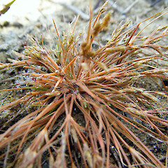 Fimbristylis velata
