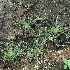 Lake Whangape.<br>Photographer: Peter J de Lange, Date taken: 01/01/1999, Licence: <a target='_blank' href='https://creativecommons.org/licenses/by-nc/4.0'>CC BY-NC</a>. <a class='member-message' href='/nzpcn/why-join-nzpcn/' target='_blank'>Members can view a larger version of this image.</a>