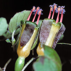 In cultivation. December 1982.<br>Photographer: Jeremy R. Rolfe, Licence: <a target='_blank' href='https://creativecommons.org/licenses/by/4.0'>CC BY</a>.