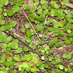 Fuchsia procumbens at Taupo Bay.<br>Photographer: Bill Campbell, Date taken: 19/05/2007, Licence: <a target='_blank' href='https://creativecommons.org/licenses/by-nc/4.0'>CC BY-NC</a>.