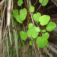 Fuchsia procumbens at Whangatupere Bay.<br>Photographer: Bill Campbell, Date taken: 26/05/2007, Licence: <a target='_blank' href='https://creativecommons.org/licenses/by-nc/4.0'>CC BY-NC</a>.
