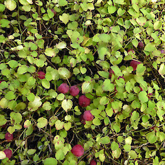 In cultivation, Whanganui.<br>Photographer: Colin C. Ogle, Date taken: 07/04/2013, Licence: <a target='_blank' href='https://creativecommons.org/licenses/by-nc/4.0'>CC BY-NC</a>.
