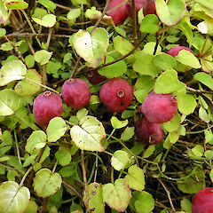 In cultivation, Whanganui.<br>Photographer: Colin C. Ogle, Date taken: 07/04/2013, Licence: <a target='_blank' href='https://creativecommons.org/licenses/by-nc/4.0'>CC BY-NC</a>.