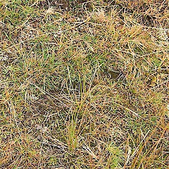 Seedlings (silver) among grasses. Lammerlaw Range, Otago.<br>Photographer: Mike Thorsen, Licence: All rights reserved. <a class='member-message' href='/nzpcn/why-join-nzpcn/' target='_blank'>Members can view a larger version of this image.</a>