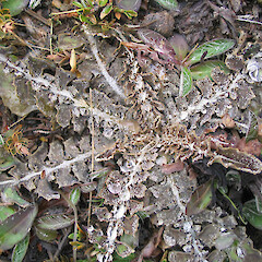 Manuherikia Valley.<br>Photographer: John Barkla, Licence: <a target='_blank' href='https://creativecommons.org/licenses/by/4.0'>CC BY</a>. <a class='member-message' href='/nzpcn/why-join-nzpcn/' target='_blank'>Members can view a larger version of this image.</a>