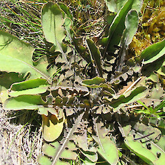 Mavora Lakes.<br>Photographer: John Barkla, Licence: <a target='_blank' href='https://creativecommons.org/licenses/by/4.0'>CC BY</a>. <a class='member-message' href='/nzpcn/why-join-nzpcn/' target='_blank'>Members can view a larger version of this image.</a>
