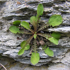 Kirkianella novae-zelandiae f. novae-zelandiae.<br>Photographer: Mike Thorsen, Licence: All rights reserved.