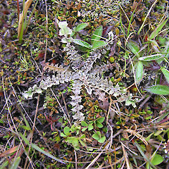 Kirkianella novaezelandiae subsp novaezelandiae.<br>Photographer: Mike Thorsen, Licence: All rights reserved. <a class='member-message' href='/nzpcn/why-join-nzpcn/' target='_blank'>Members can view a larger version of this image.</a>
