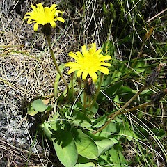 Harris Mts.<br>Photographer: John Barkla, Licence: <a target='_blank' href='https://creativecommons.org/licenses/by/4.0'>CC BY</a>. <a class='member-message' href='/nzpcn/why-join-nzpcn/' target='_blank'>Members can view a larger version of this image.</a>