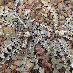 East Ahuriri.<br>Photographer: John Barkla, Licence: <a target='_blank' href='https://creativecommons.org/licenses/by/4.0'>CC BY</a>. <a class='member-message' href='/nzpcn/why-join-nzpcn/' target='_blank'>Members can view a larger version of this image.</a>