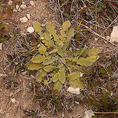 Kirkianella novae-zelandiae.<br>Photographer: Mike Thorsen, Licence: All rights reserved. <a class='member-message' href='/nzpcn/why-join-nzpcn/' target='_blank'>Members can view a larger version of this image.</a>