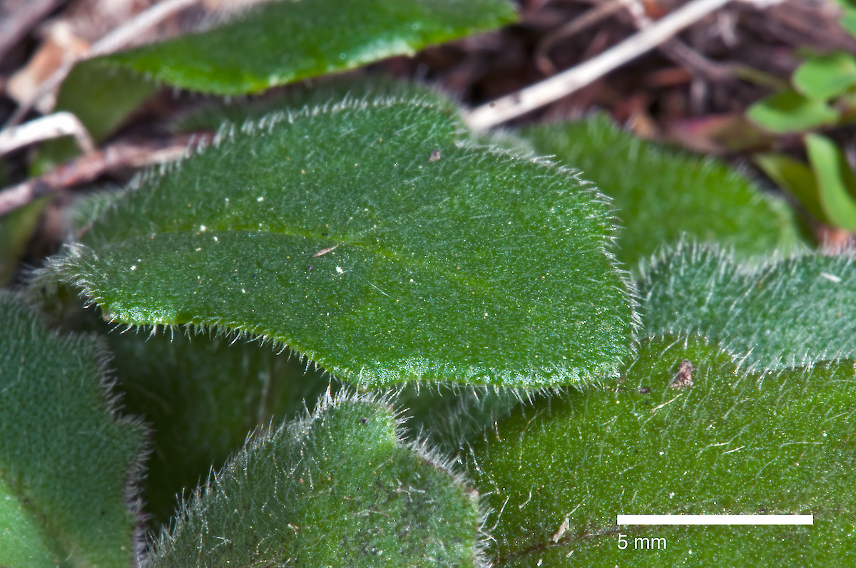 Lagenophora sublyrata  New Zealand Plant Conservation Network