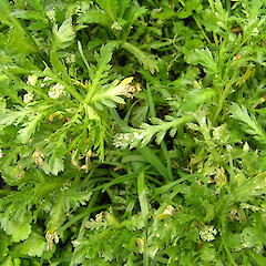 Lepidium naufragorum.<br>Photographer: Phil Knightbridge, Licence: All rights reserved. <a class='member-message' href='/nzpcn/why-join-nzpcn/' target='_blank'>Members can view a larger version of this image.</a>