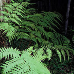In December.<br>Photographer: John Smith-Dodsworth, Licence: <a target='_blank' href='https://creativecommons.org/licenses/by-nc/4.0'>CC BY-NC</a>.