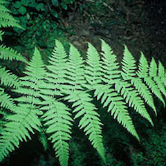 In January.<br>Photographer: John Smith-Dodsworth, Licence: <a target='_blank' href='https://creativecommons.org/licenses/by-nc/4.0'>CC BY-NC</a>.