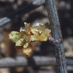 In cultivation ex Pencarrow.<br>Photographer: Jeremy R. Rolfe, Date taken: 29/11/2001, Licence: <a target='_blank' href='https://creativecommons.org/licenses/by/4.0'>CC BY</a>. <a class='member-message' href='/nzpcn/why-join-nzpcn/' target='_blank'>Members can view a larger version of this image.</a>