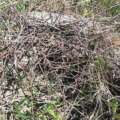 Muehlenbeckia ephedroides.<br>Photographer: John Barkla, Licence: <a target='_blank' href='https://creativecommons.org/licenses/by/4.0'>CC BY</a>. <a class='member-message' href='/nzpcn/why-join-nzpcn/' target='_blank'>Members can view a larger version of this image.</a>