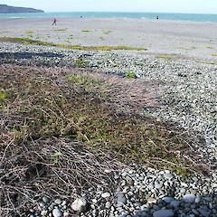 Kaitorete.<br>Photographer: Mike Thorsen, Licence: All rights reserved. <a class='member-message' href='/nzpcn/why-join-nzpcn/' target='_blank'>Members can view a larger version of this image.</a>