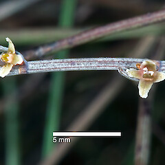 Pistillate flowers. In cultivation ex Pencarrow.<br>Photographer: Jeremy R. Rolfe, Date taken: 28/02/2010, Licence: <a target='_blank' href='https://creativecommons.org/licenses/by/4.0'>CC BY</a>. <a class='member-message' href='/nzpcn/why-join-nzpcn/' target='_blank'>Members can view a larger version of this image.</a>