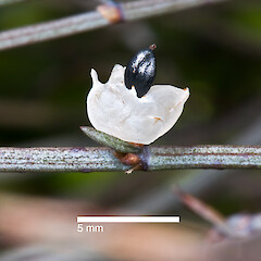 Fruit. In cultivation ex Pencarrow.<br>Photographer: Jeremy R. Rolfe, Date taken: 28/02/2010, Licence: <a target='_blank' href='https://creativecommons.org/licenses/by/4.0'>CC BY</a>. <a class='member-message' href='/nzpcn/why-join-nzpcn/' target='_blank'>Members can view a larger version of this image.</a>