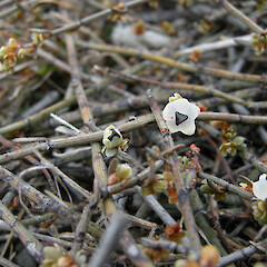 Te Kawakawa Rocks, Cape Palliser.<br>Photographer: John Sawyer, Date taken: 01/03/2008, Licence: <a target='_blank' href='https://creativecommons.org/licenses/by-nc/4.0'>CC BY-NC</a>. <a class='member-message' href='/nzpcn/why-join-nzpcn/' target='_blank'>Members can view a larger version of this image.</a>