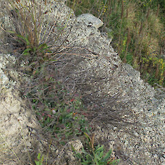 Waitaki Valley, May.<br>Photographer: John Barkla, Licence: <a target='_blank' href='https://creativecommons.org/licenses/by/4.0'>CC BY</a>. <a class='member-message' href='/nzpcn/why-join-nzpcn/' target='_blank'>Members can view a larger version of this image.</a>