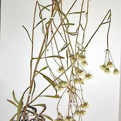 A flowering specimen, Herbarium specimen, ex cult. Arawhata Bridle Trail,.<br>Photographer: Peter J de Lange, Licence: <a target='_blank' href='https://creativecommons.org/licenses/by-nc/4.0'>CC BY-NC</a>.