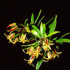 At Opito Bay, Bay of Islands. Decenber.<br>Photographer: John Smith-Dodsworth, Licence: <a target='_blank' href='https://creativecommons.org/licenses/by-nc/4.0'>CC BY-NC</a>.