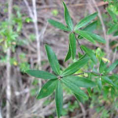 Pittosporum pimeleoides at Whatuwhiwhi, Karikari Peninsula.<br>Photographer: Bill Campbell, Date taken: 27/03/2008, Licence: <a target='_blank' href='https://creativecommons.org/licenses/by-nc/4.0'>CC BY-NC</a>. <a class='member-message' href='/nzpcn/why-join-nzpcn/' target='_blank'>Members can view a larger version of this image.</a>