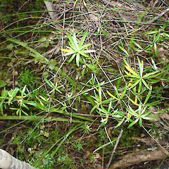 Pittosporum pimeleoides east of Taipa River.<br>Photographer: Bill Campbell, Date taken: 12/10/2007, Licence: <a target='_blank' href='https://creativecommons.org/licenses/by-nc/4.0'>CC BY-NC</a>. <a class='member-message' href='/nzpcn/why-join-nzpcn/' target='_blank'>Members can view a larger version of this image.</a>